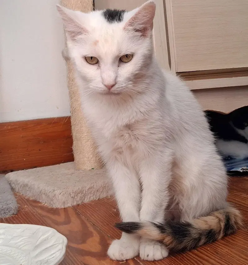Betty White, an adult female cat up for adoption