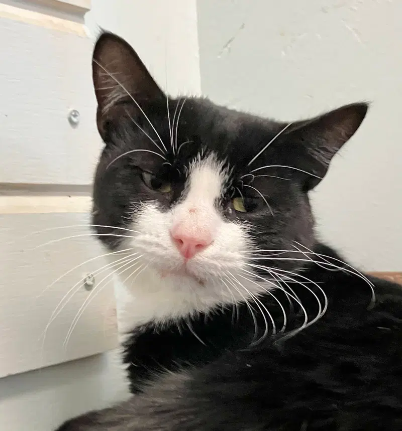 Wynton, a young male cat up for adoption