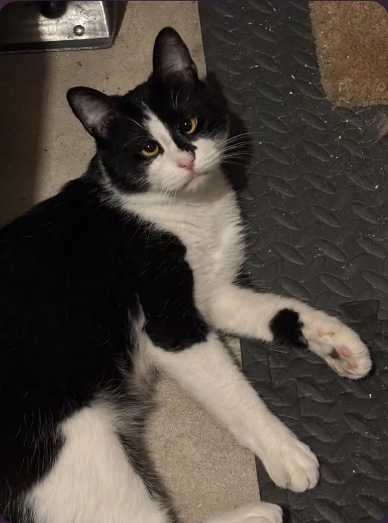 Picasso, an adult male cat up for adoption