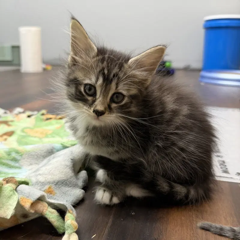 Nala, a female kitten up for adoption