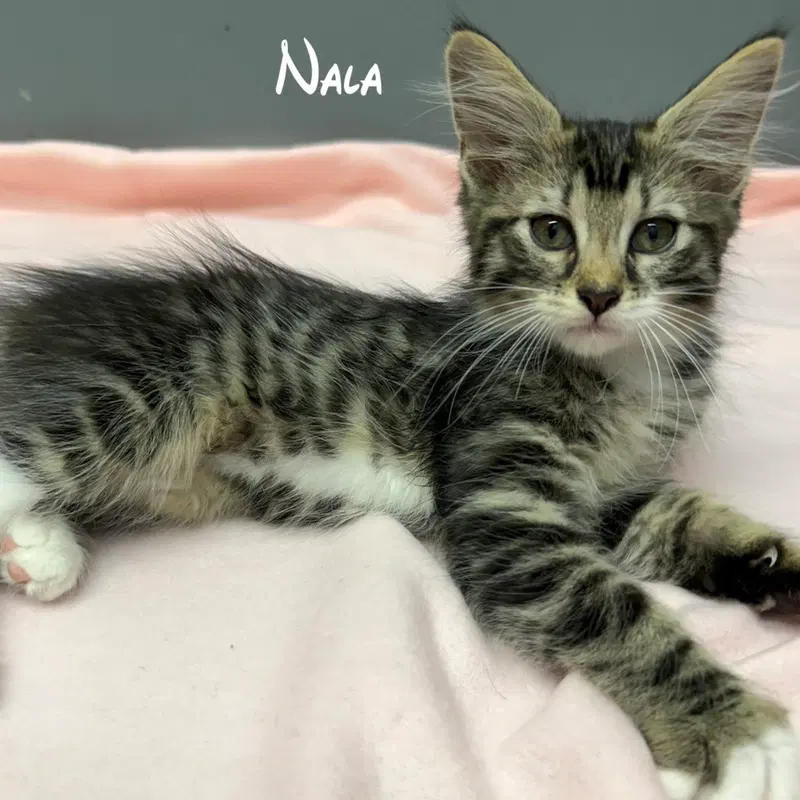 Nala, photo 2