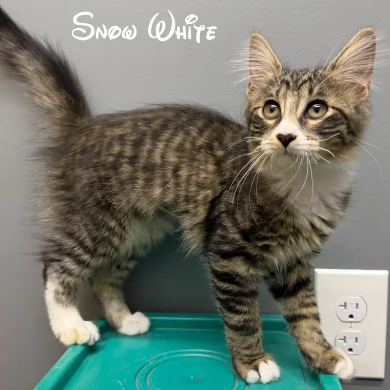 Snow White, a female kitten up for adoption
