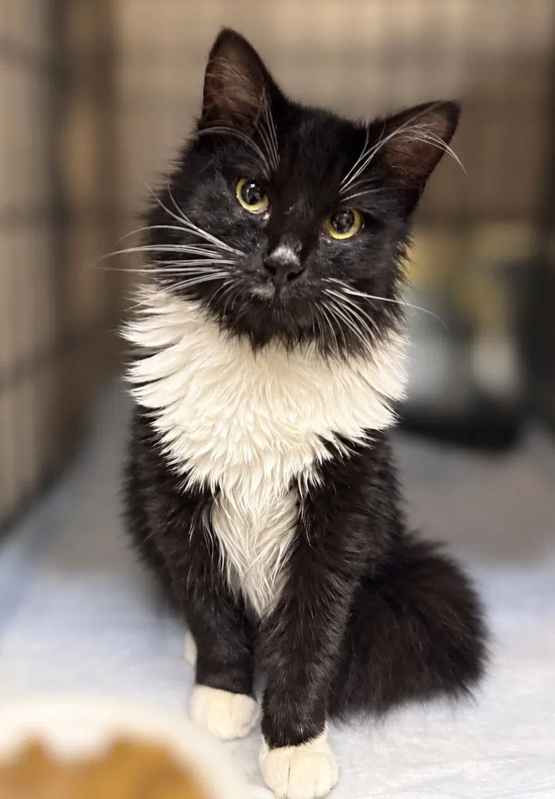 Baby Ruth, a female Maine Coon kitten up for adoption