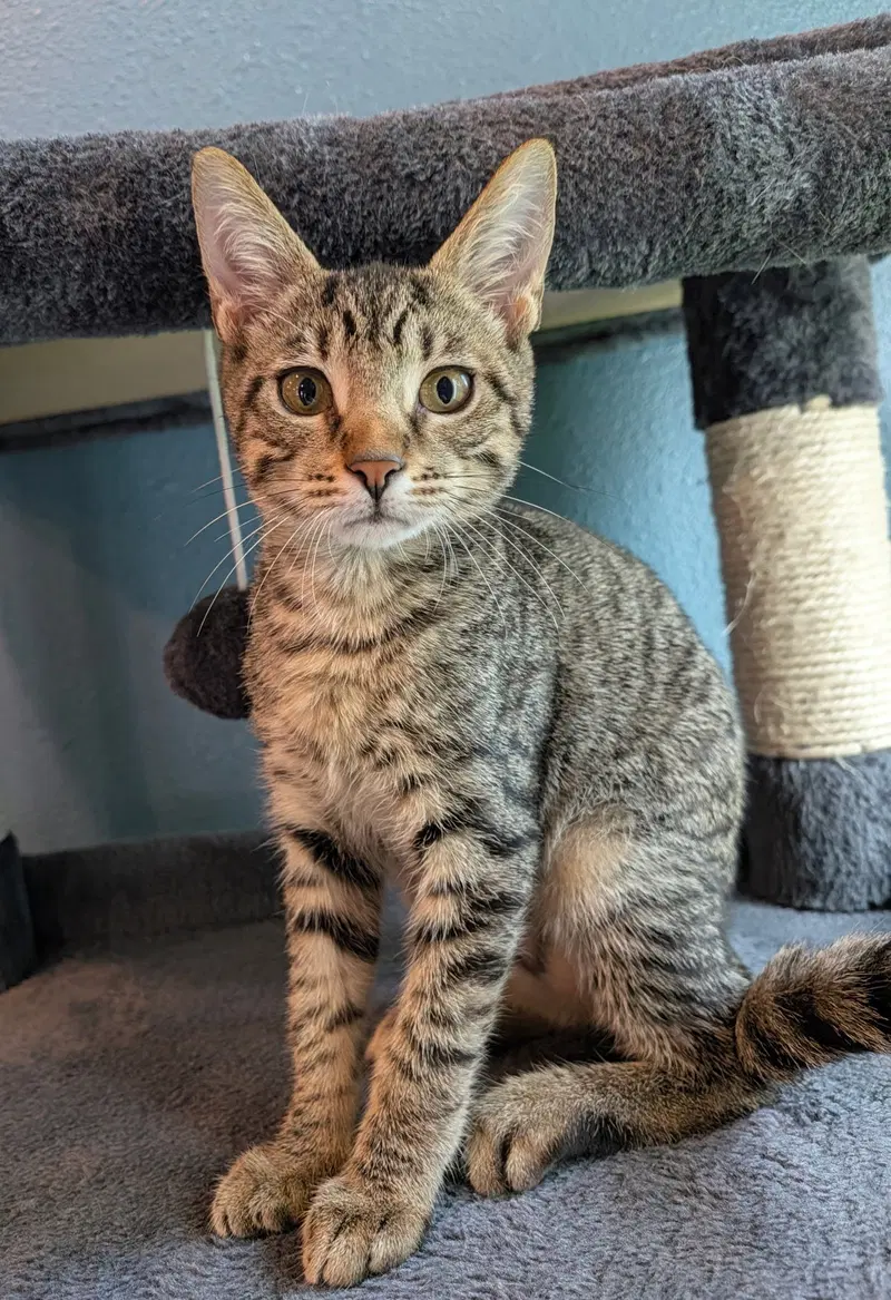 Misty, a female kitten up for adoption