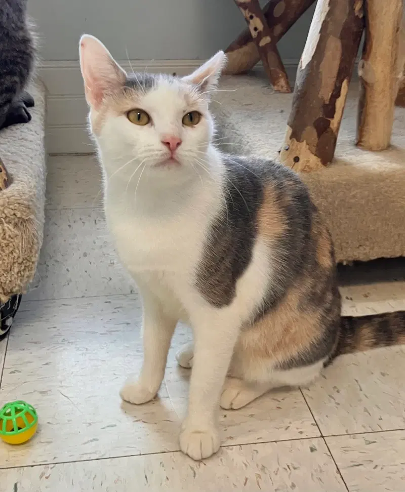 Patience, an adult female cat up for adoption