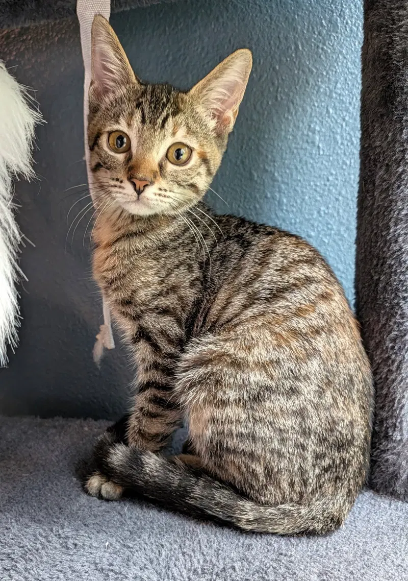Jessie, a female kitten up for adoption