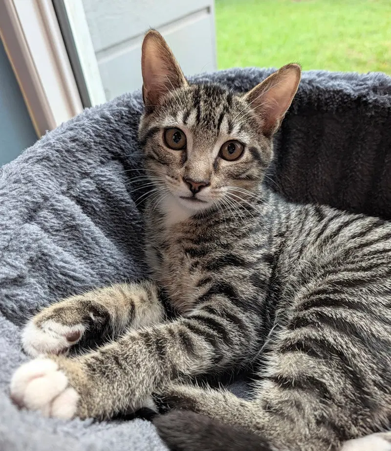 James, a male kitten up for adoption