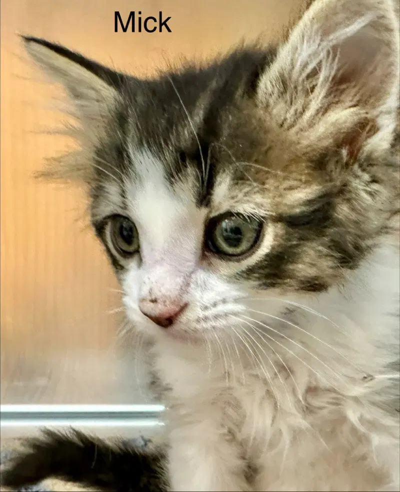 Mick, a young male cat up for adoption