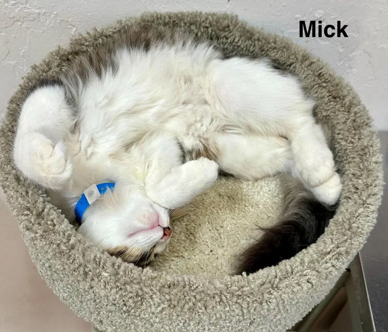 Mick, photo 2
