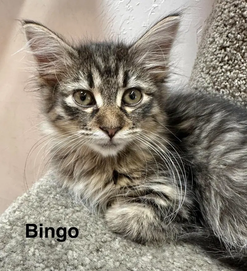 Bingo, a female Tabby kitten up for adoption