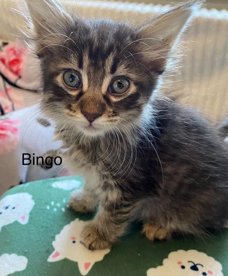 Bingo, photo 2