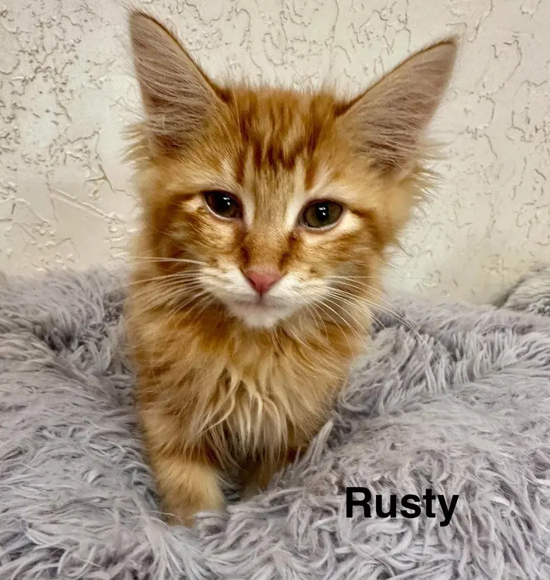 Rusty, a male Tabby kitten up for adoption