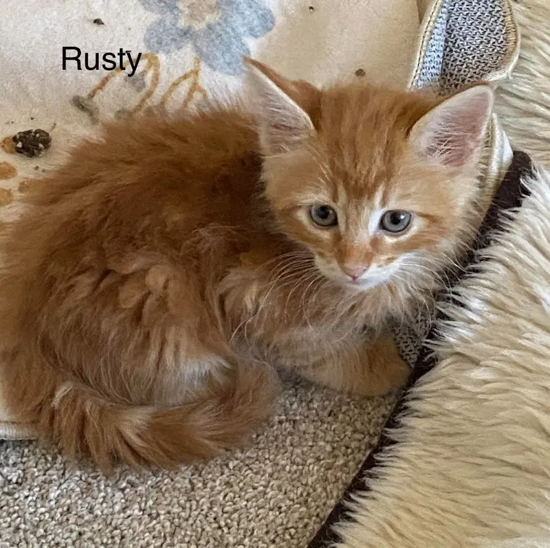 Rusty, photo 2