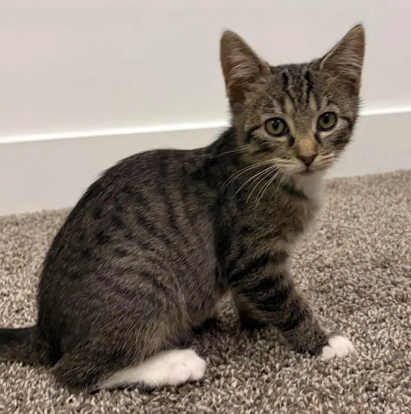 Moose, a male Tabby kitten up for adoption