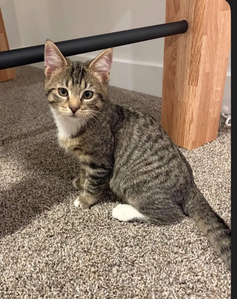 Rocky, a male Tabby kitten up for adoption