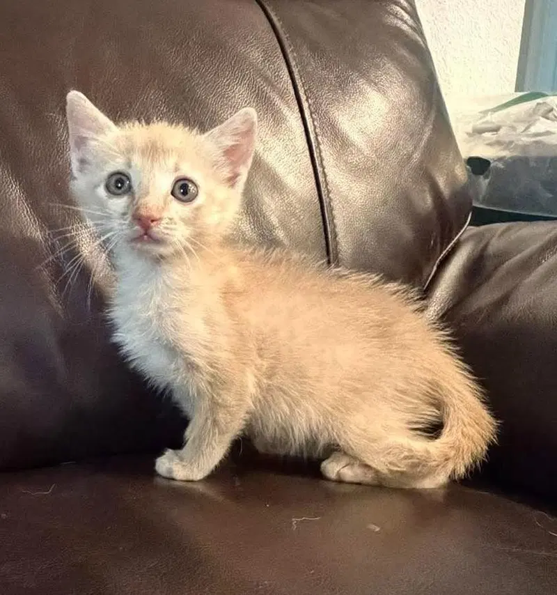 Brulee-In Foster, a female kitten up for adoption