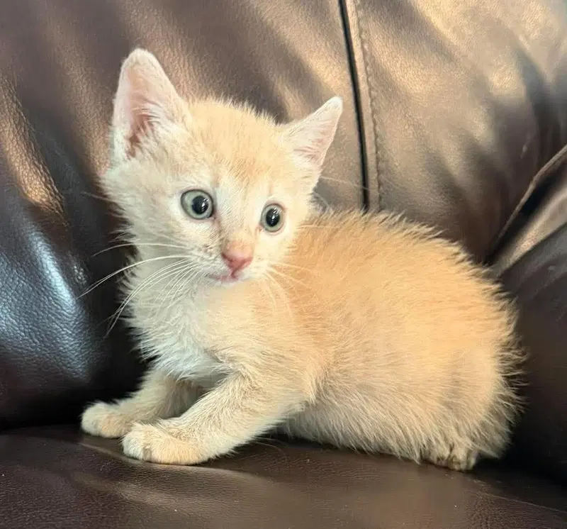 Brulee-In Foster, photo 2