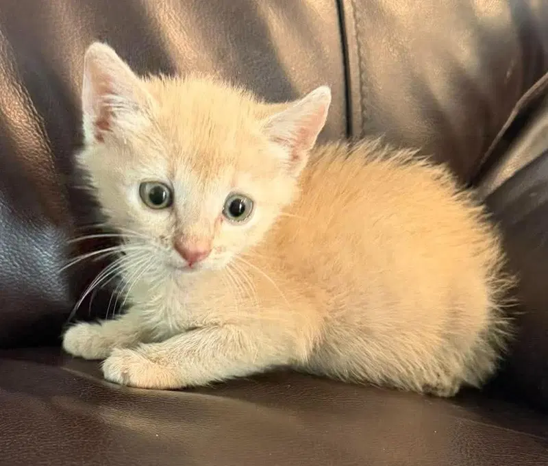 Brulee-In Foster, photo 3