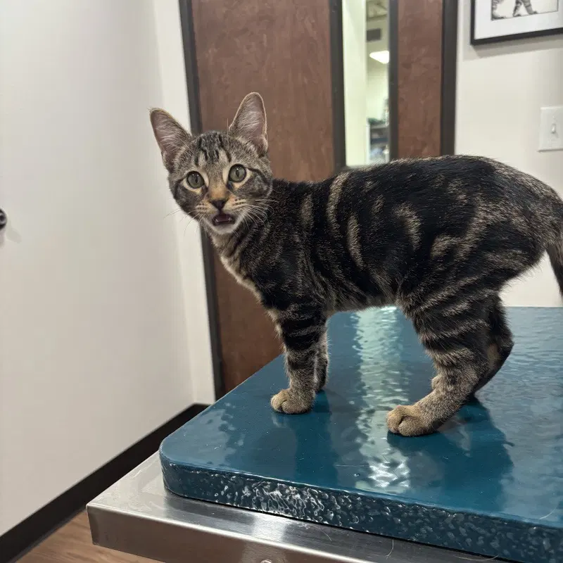 Overnight Shipping, a female kitten up for adoption