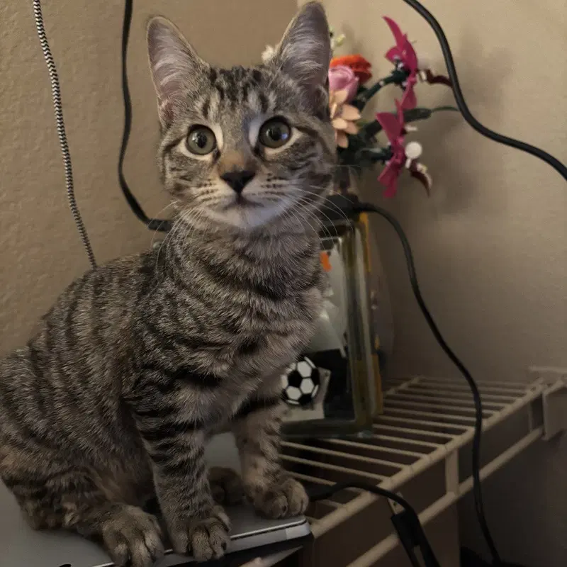 Stamp, a female kitten up for adoption
