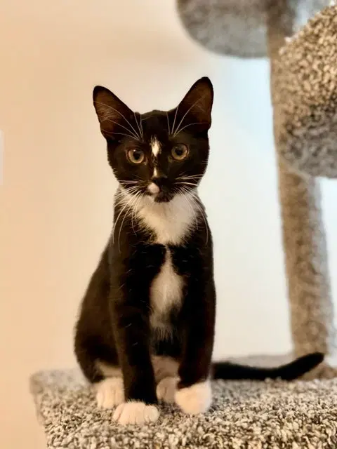 Pickles, a male kitten up for adoption