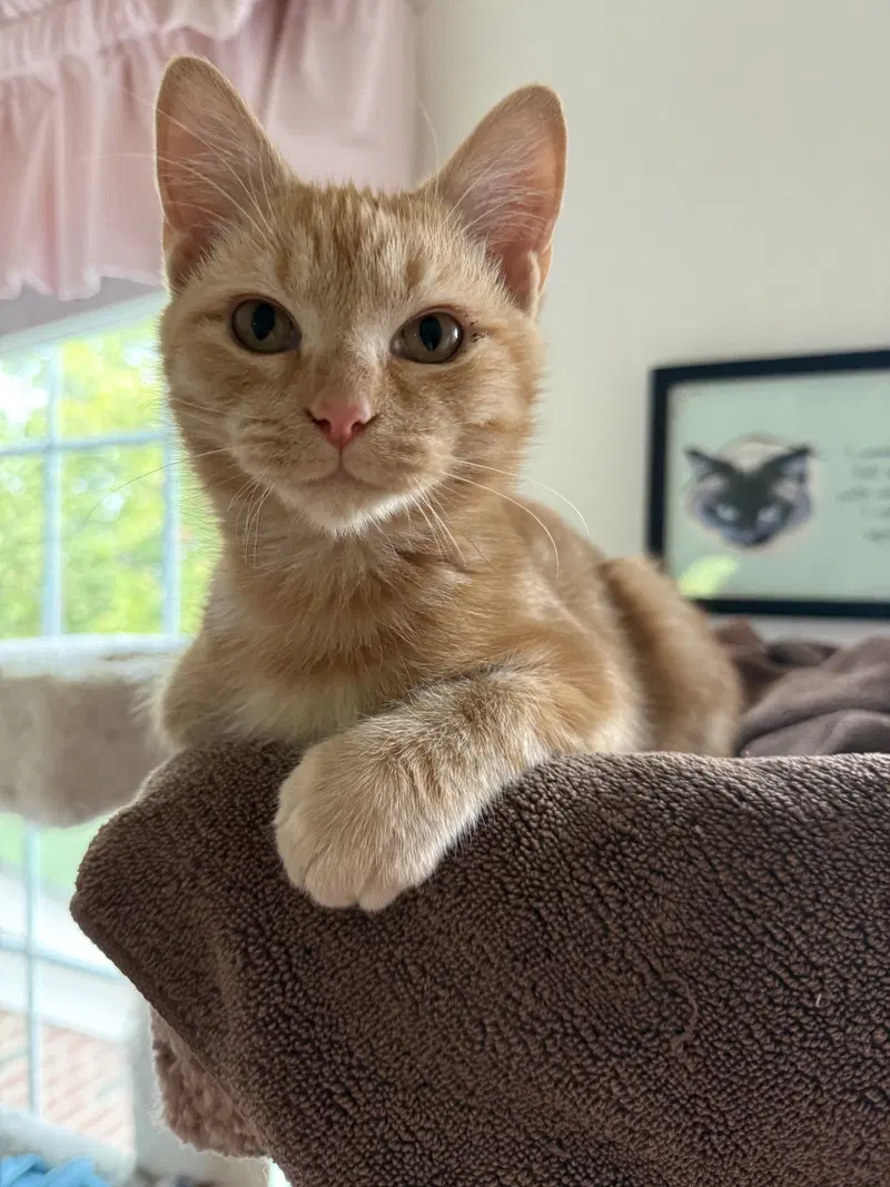 Pecan, a male kitten up for adoption