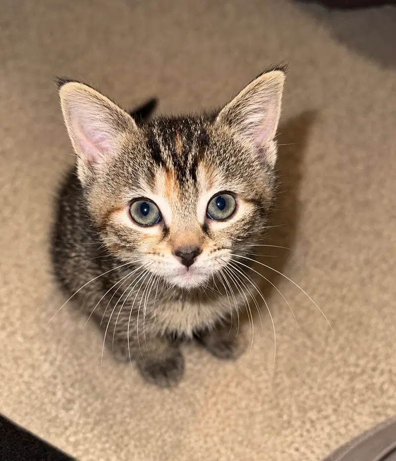 Mongo, a female kitten up for adoption