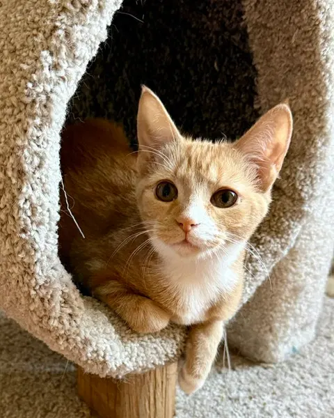 Watch the video of Maple