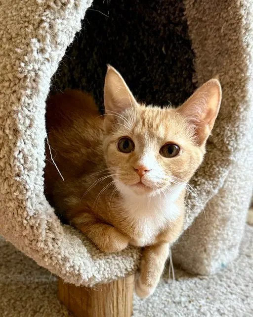 Maple, a female kitten up for adoption