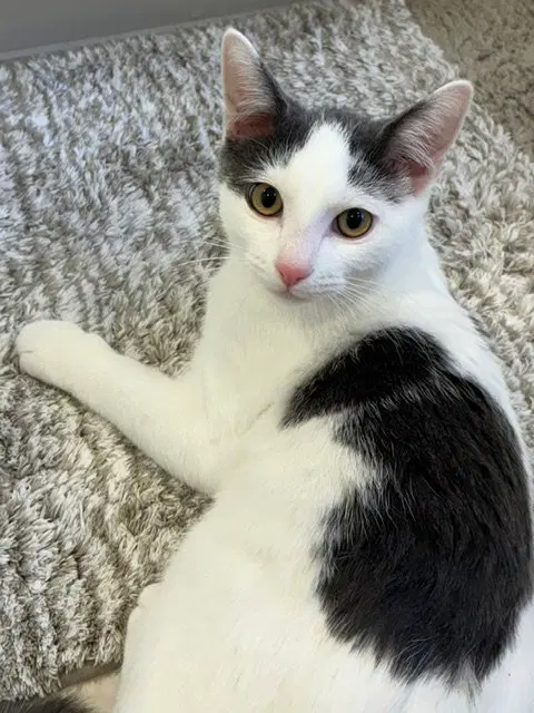 Timmy, a male kitten up for adoption