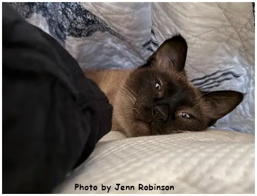 Sweet Pea, photo 3