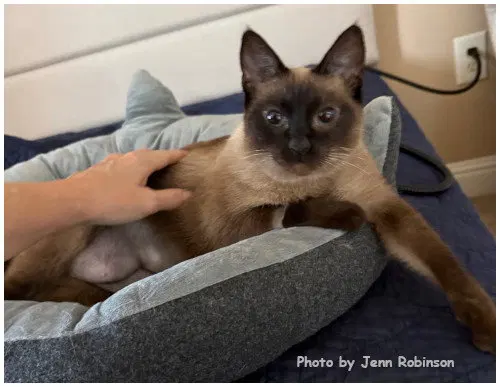 Sweet Pea, photo 4