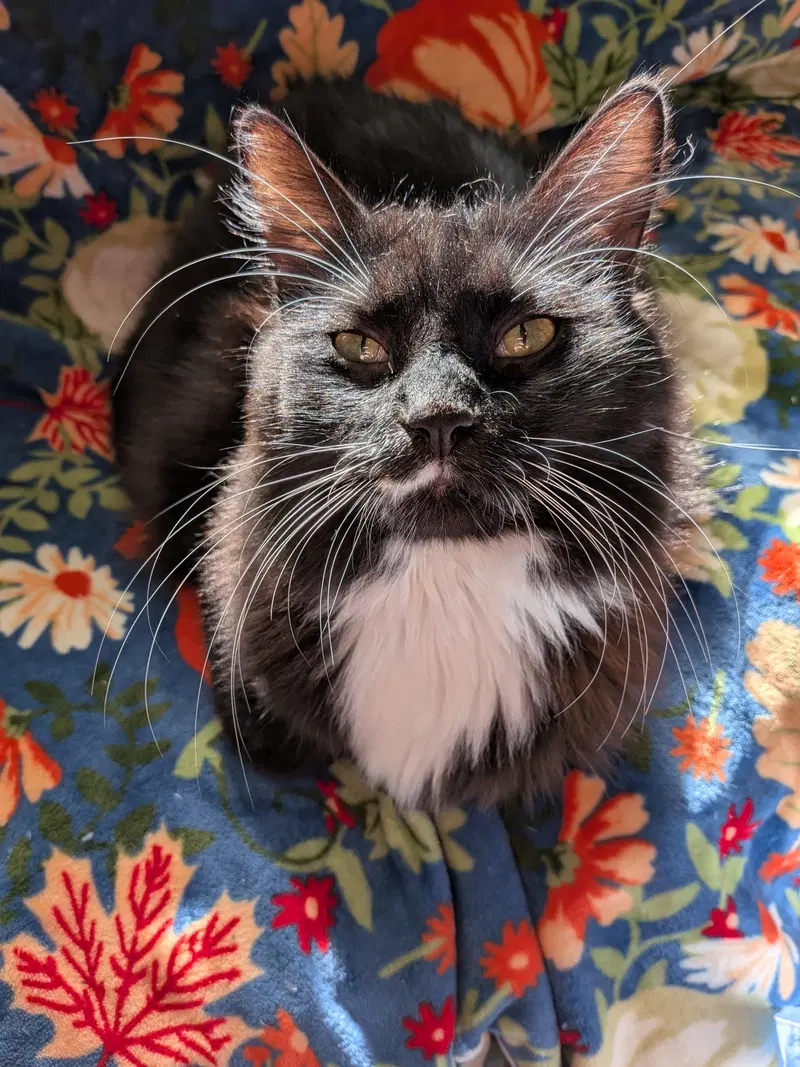 Lui Pierre, an adult male cat up for adoption