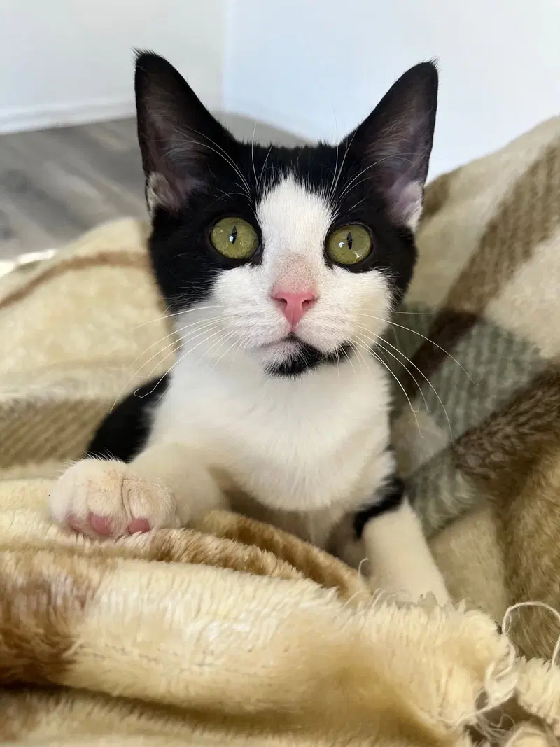 Moo, a male kitten up for adoption