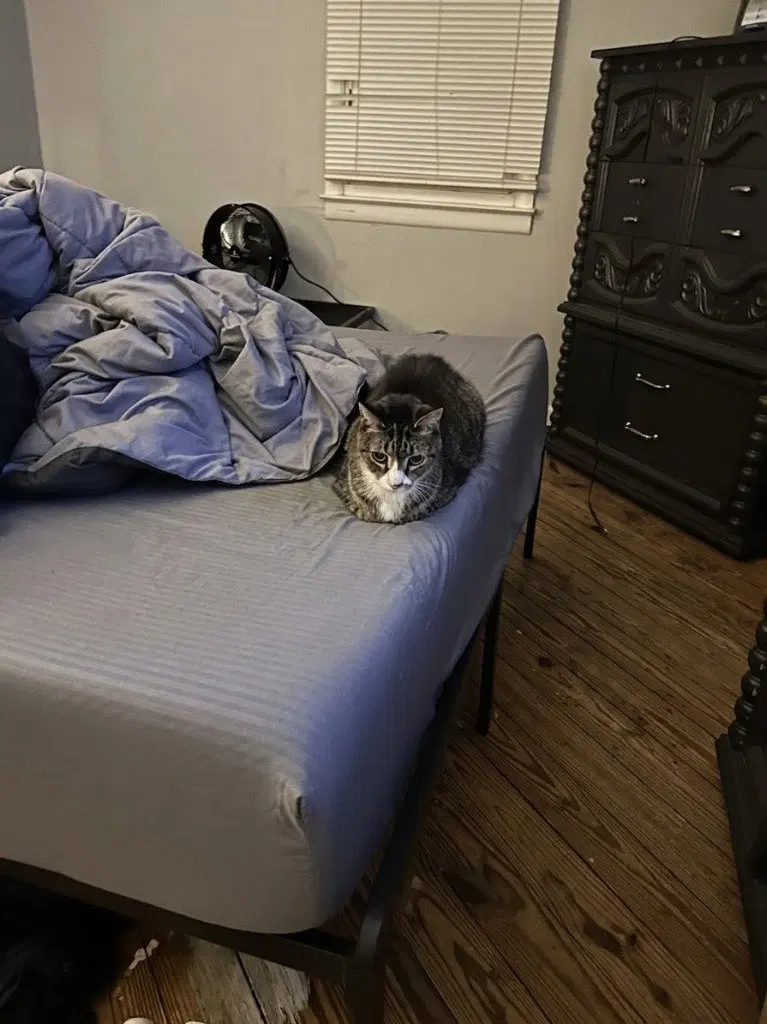 Singer, a senior female cat up for adoption