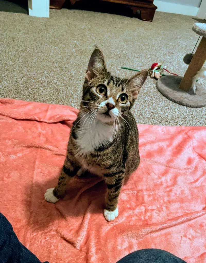 Sweet Pea, a female American Shorthair kitten up for adoption