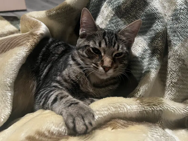 Petunia, a female Tabby kitten up for adoption