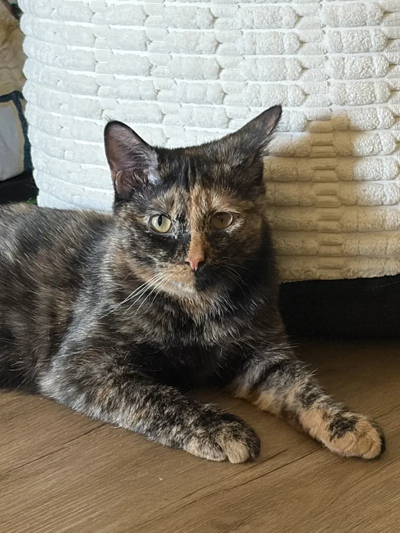 Marcella, a female cat up for adoption