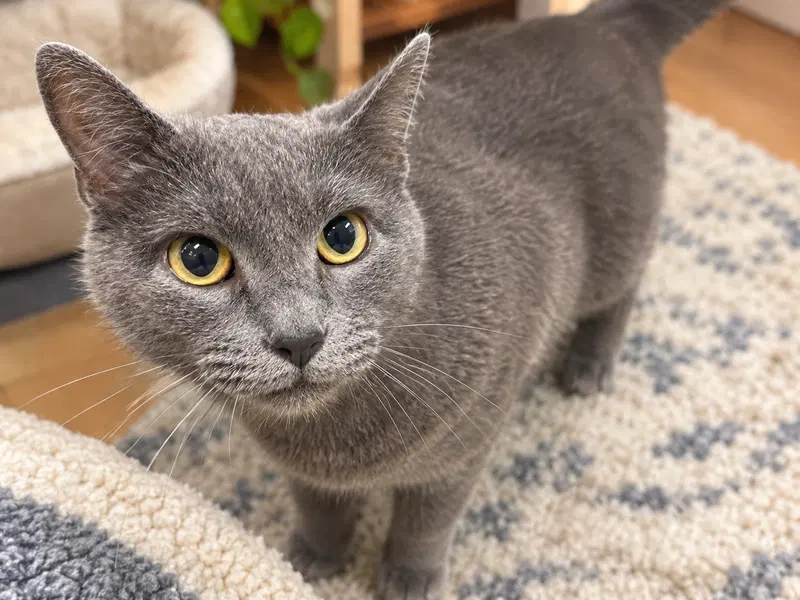 Reva, an adult female cat up for adoption