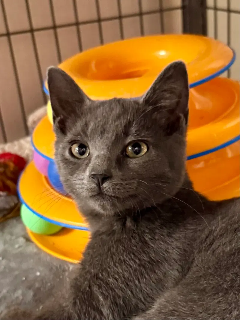 Cat, a male kitten up for adoption