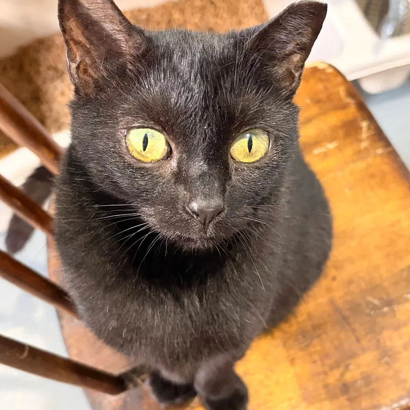 Merry, an adult female cat up for adoption