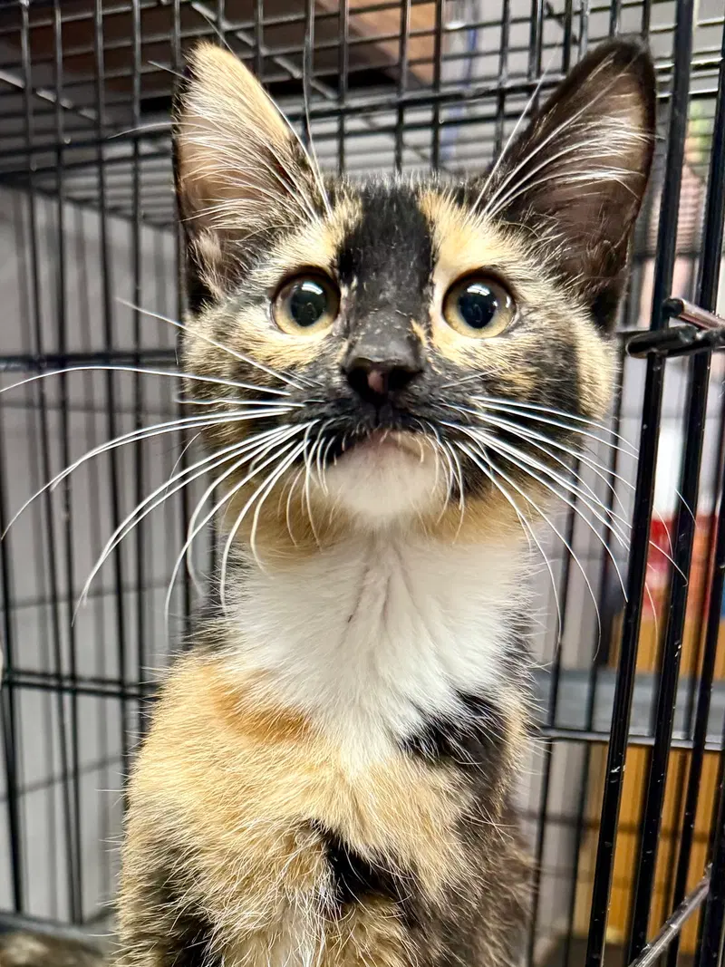 Cat, a female kitten up for adoption