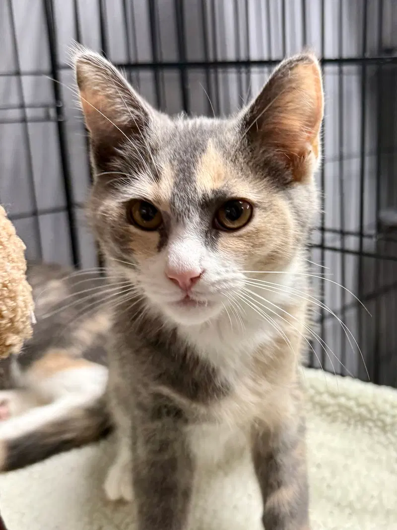 Cat, a female kitten up for adoption