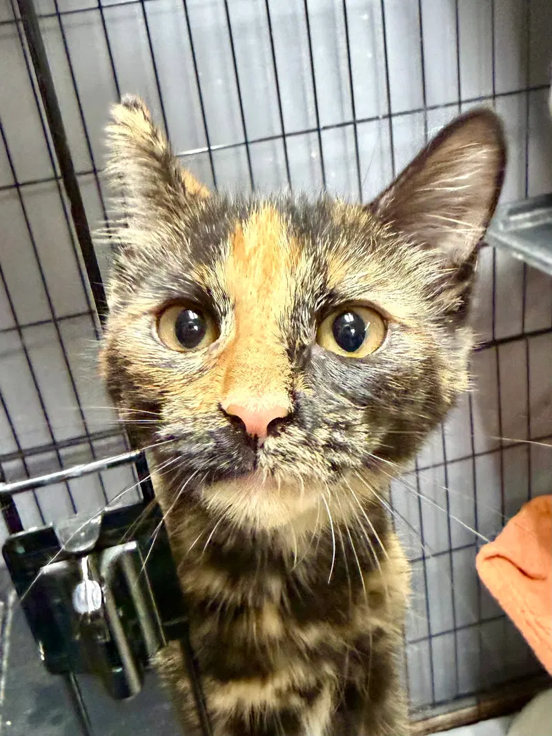 Cat, a female kitten up for adoption