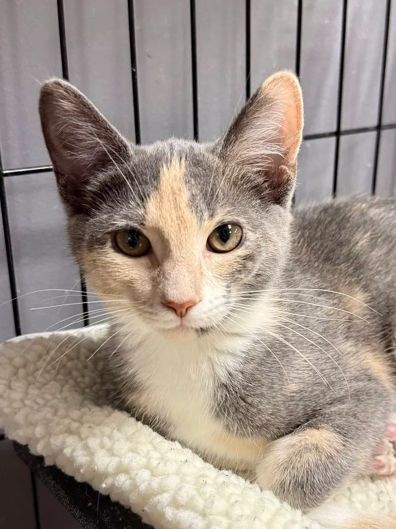 Cat, a female kitten up for adoption