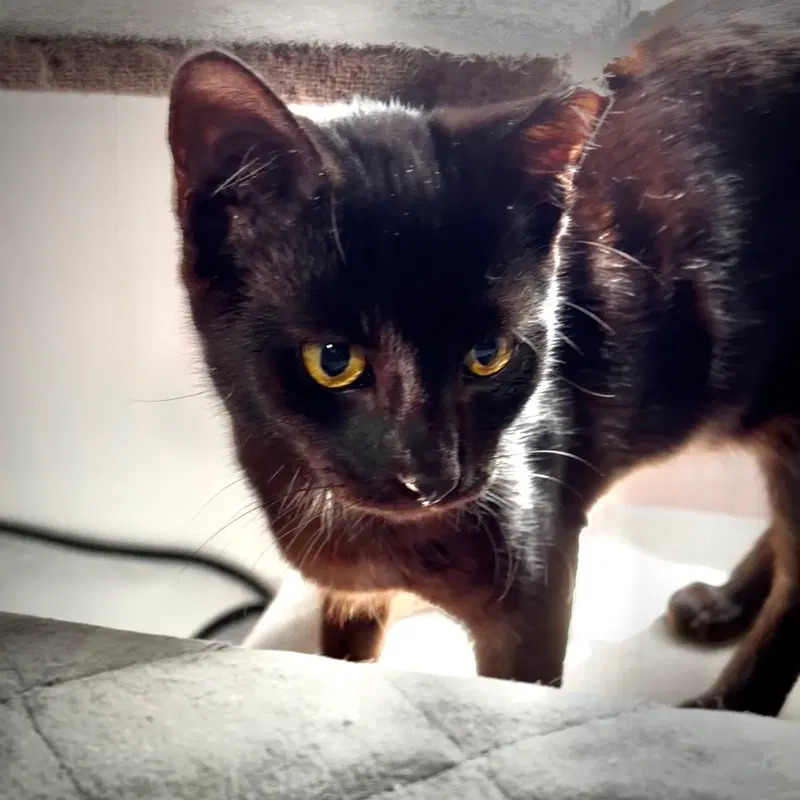 Froggy, a young male cat up for adoption