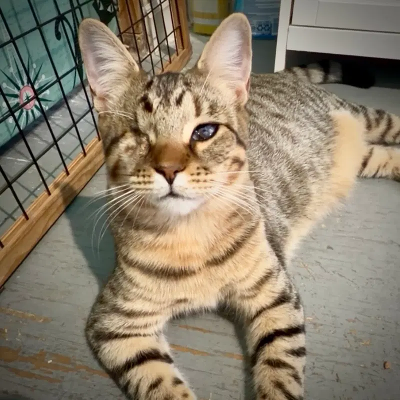 Pirate, a young male cat up for adoption