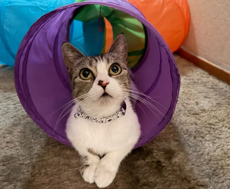 Lucille, a young female Tabby cat up for adoption