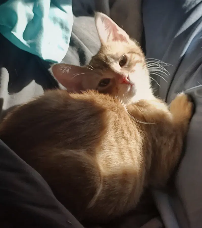 Baker, a male Tabby kitten up for adoption