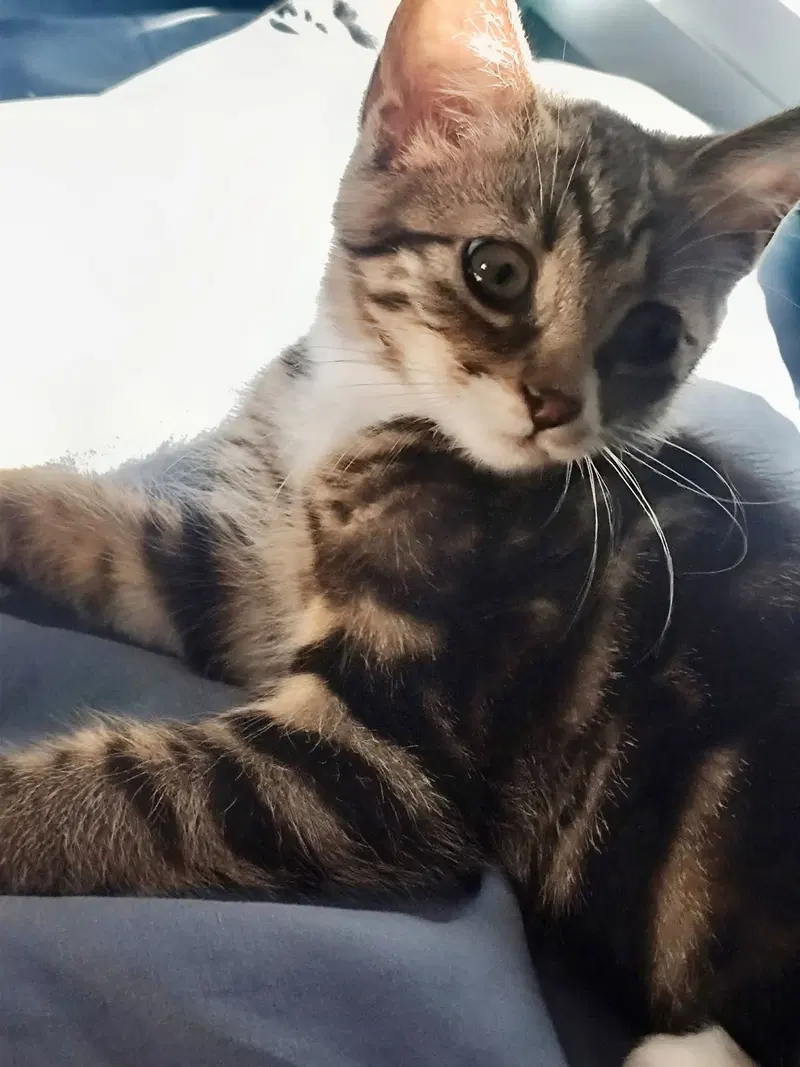 Tiny Tina, a female Tabby kitten up for adoption